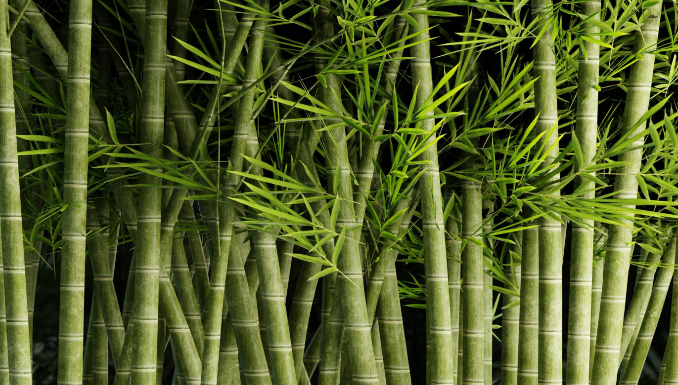 Bamboo outside