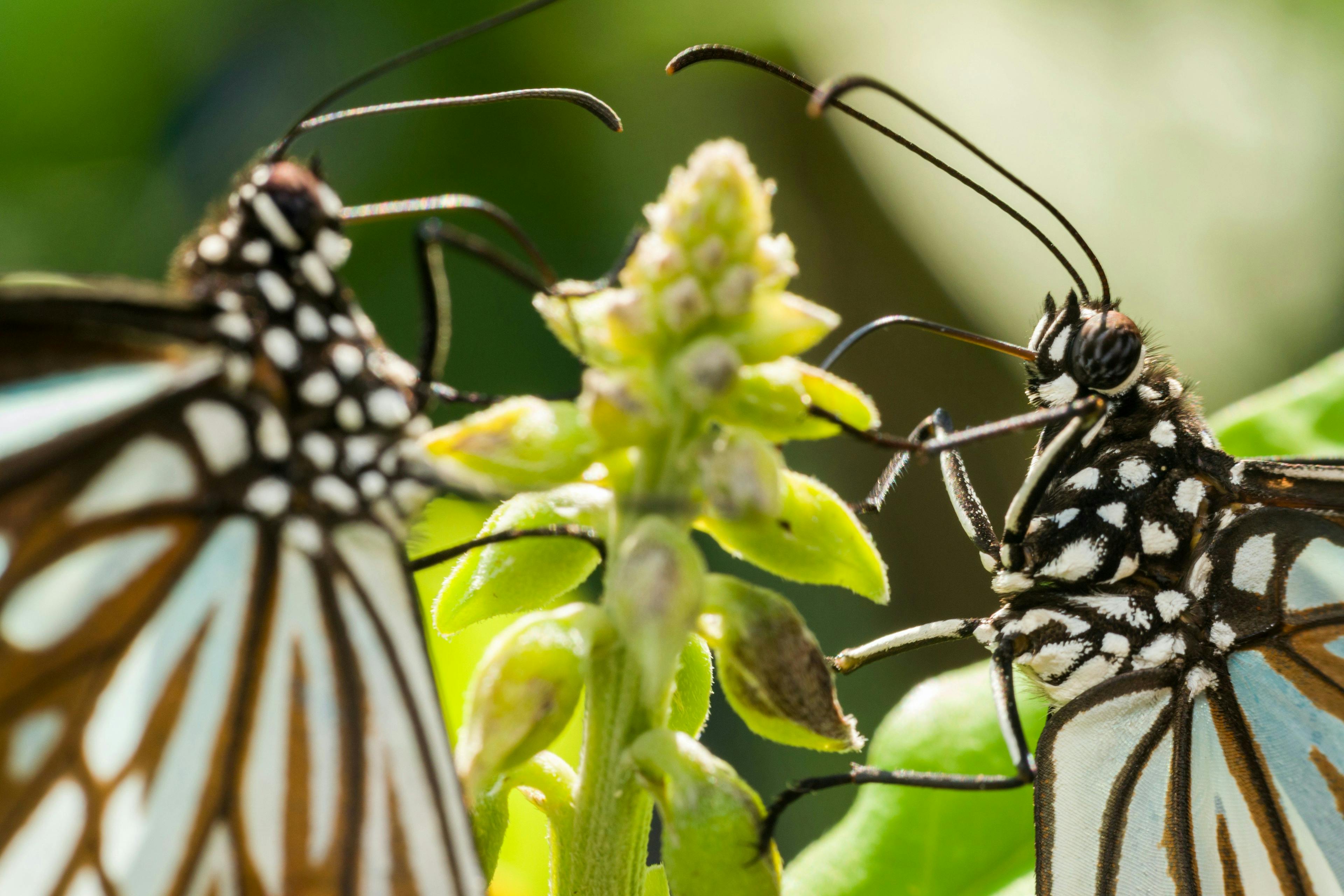 Butterflies collecting pollen from a flower